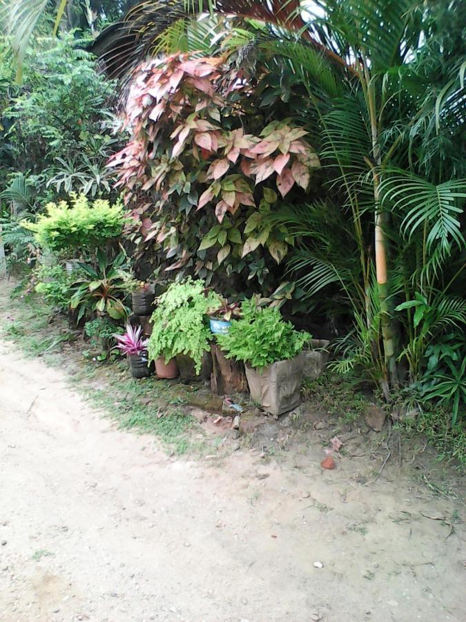 Lotus Inn Tourist Resort Dambulla Exterior foto